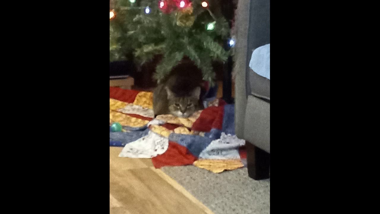 Magic Cat and Tiny Grace