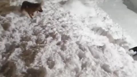 Funny 🐕 dogs