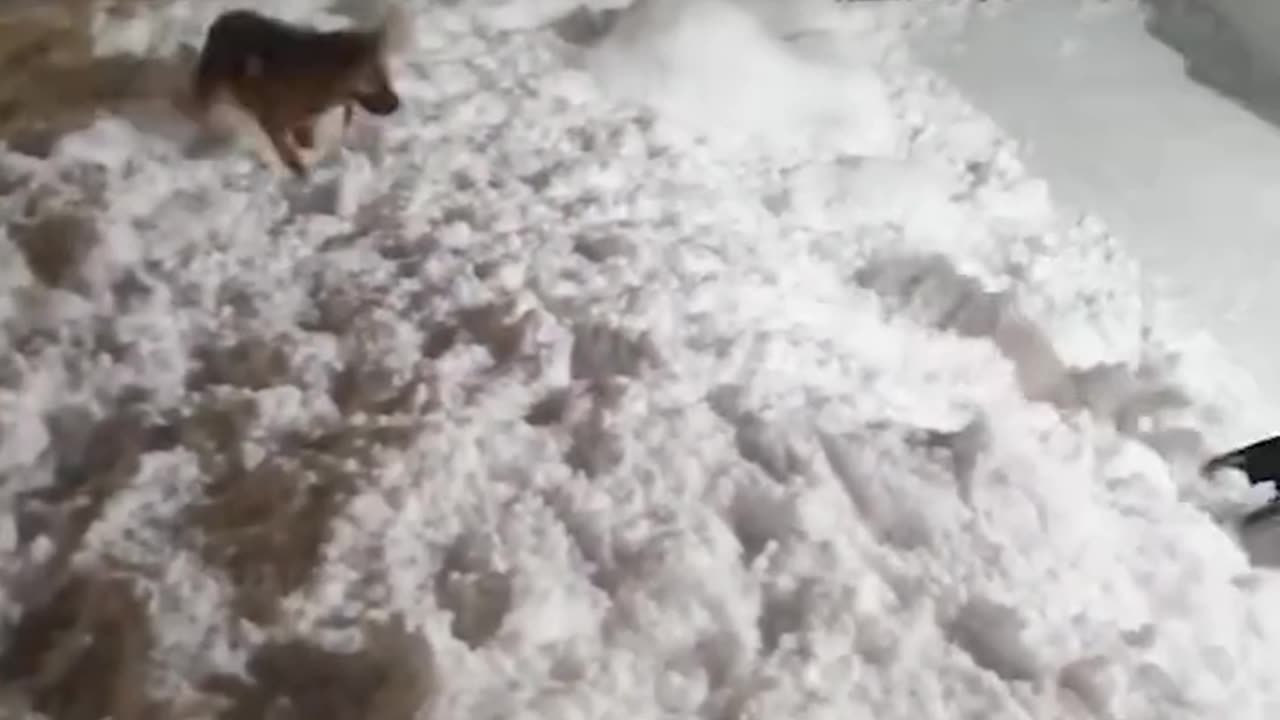 Funny 🐕 dogs