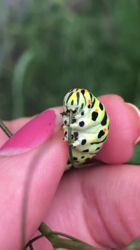 Someone is very hungry