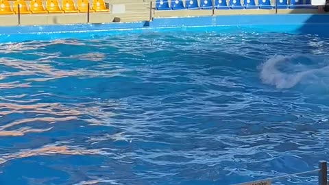 Trainer Expertly Flipped By Dolphins