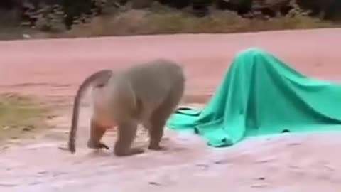 Fake Tiger Prank with Monkey 🐒🐅 | Try Not to Laugh Funny Animal Moment