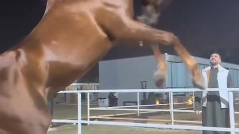 Horse video