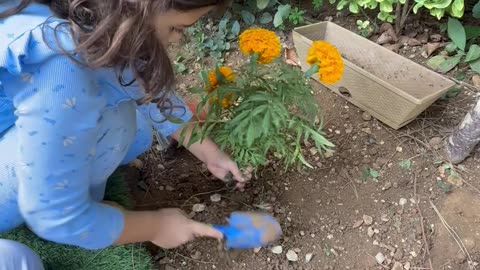 How to plant a flower