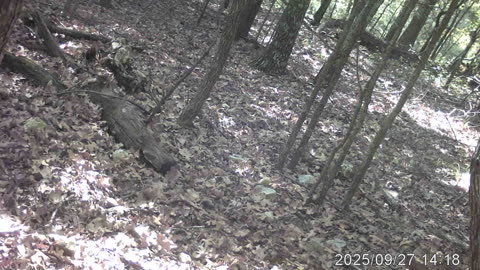 A Woodpecker