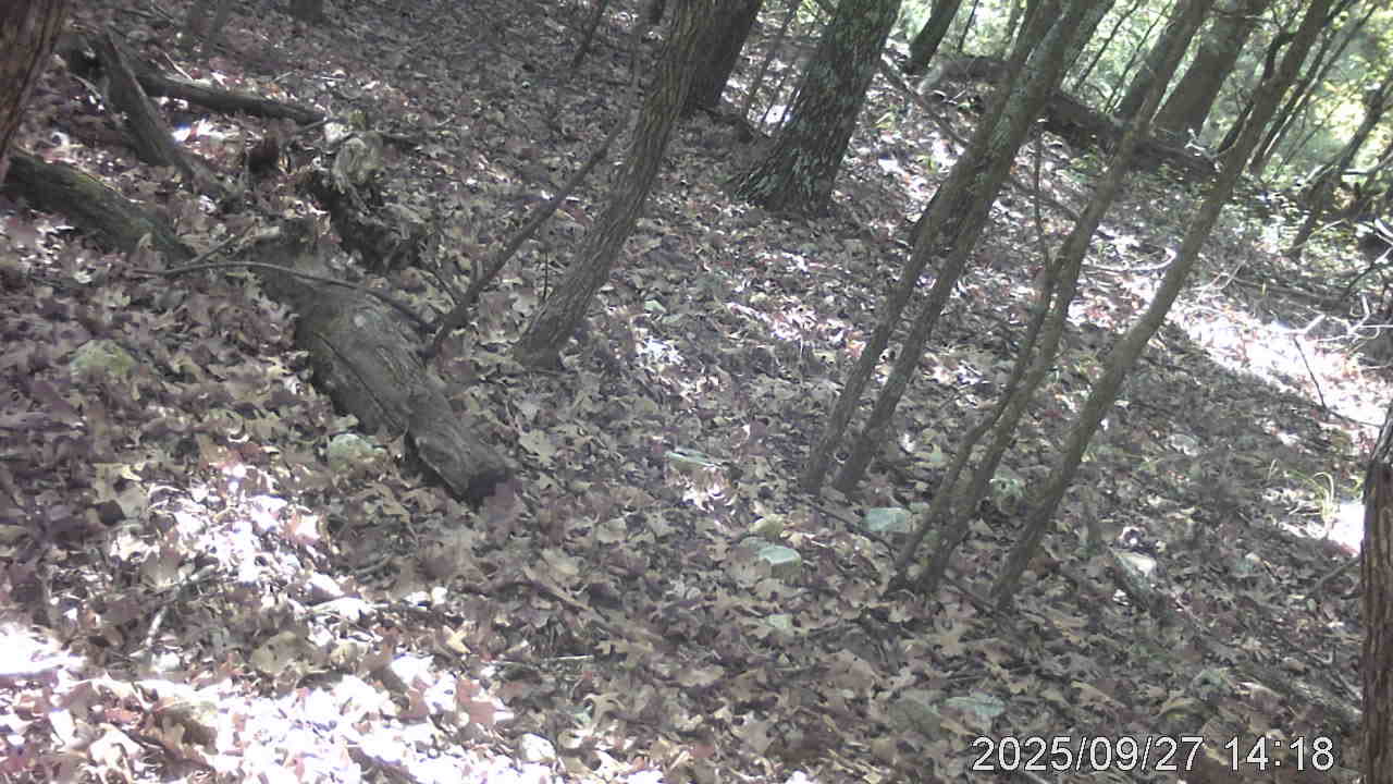 A Woodpecker