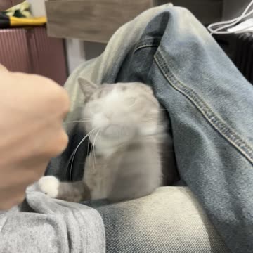 Man cat fight funny video 2025 skc.com 42