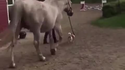 A dog and a horse - completely different worlds