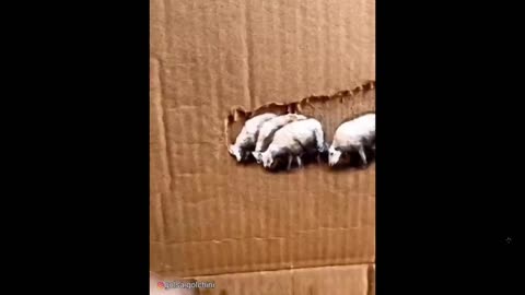 The artist knows shadows: Incredible! Beautiful work, would love to have one