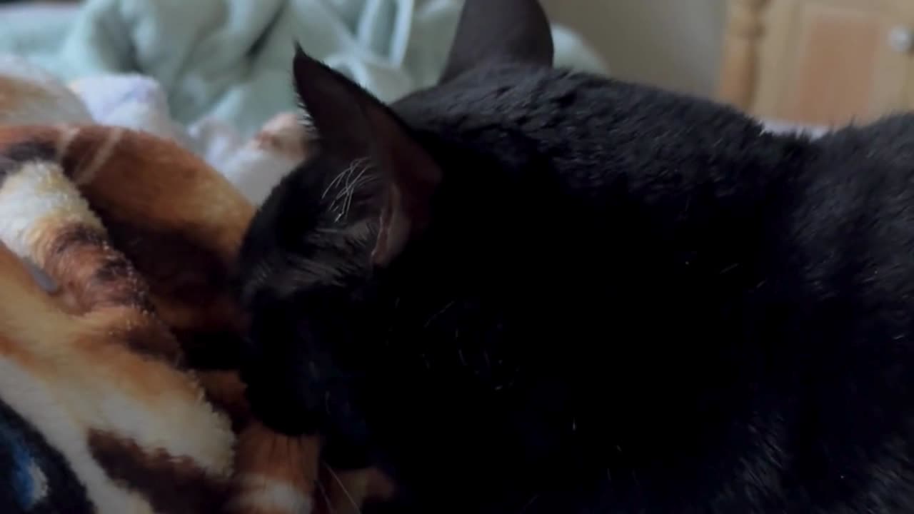 Cute Precious Piper is a Baby Snuggle Bunny - Adopting a Cat from a Shelter Vlog