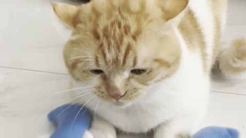 When Your Cat Only Knows How to Scream, Not Fight! 😂🐱 Funniest Orange Cat Reactions! #FunnyPetsUSA