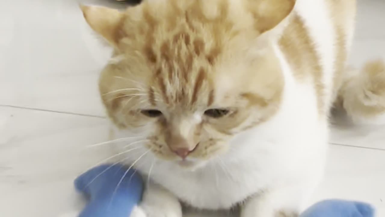 When Your Cat Only Knows How to Scream, Not Fight! 😂🐱 Funniest Orange Cat Reactions! #FunnyPetsUSA