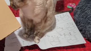 😂💡 Cat's Got a Plan: Destroying Paper While I Read! | FunFM