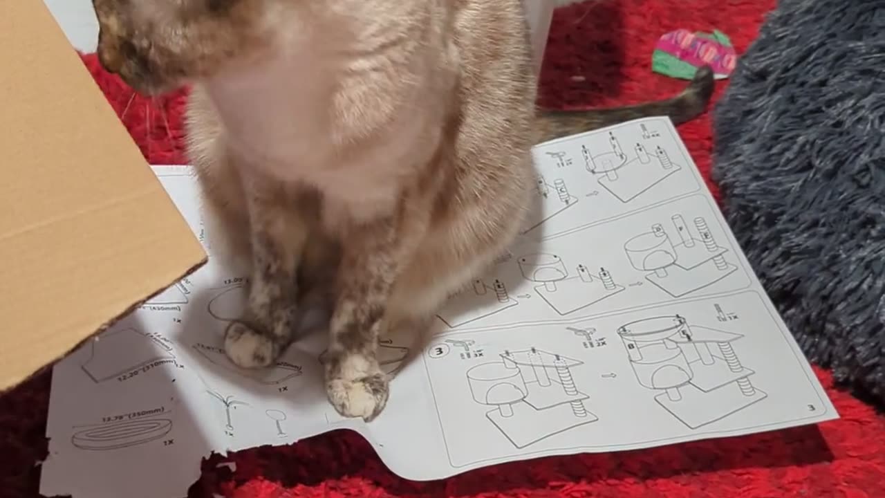 😂💡 Cat's Got a Plan: Destroying Paper While I Read! | FunFM