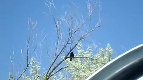 Low resolution red winged blackbird