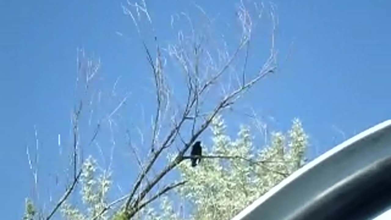 Low resolution red winged blackbird