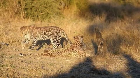 Leopard Mating Rituals: A Rare Look into the Wild