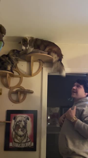 Sheltie Tries New Cat Shelves