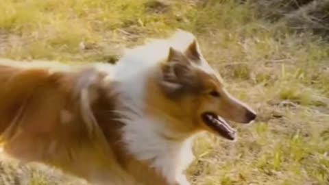 Has there ever been a dog better than Lassie?🐕🔥