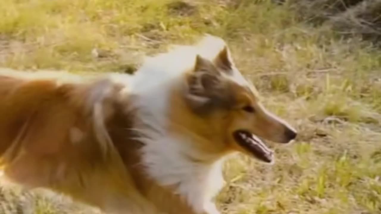 Has there ever been a dog better than Lassie?🐕🔥