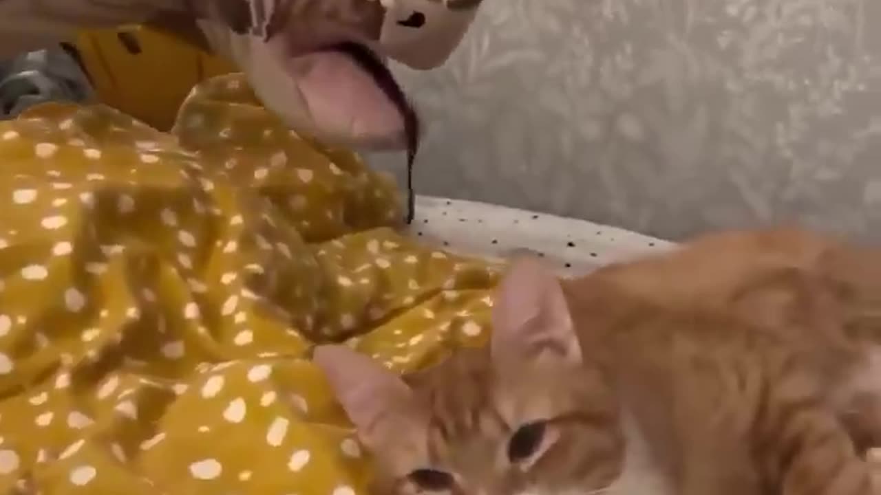 Survival capability of Cat..😻🥹