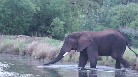 African Elephant Love Swimming