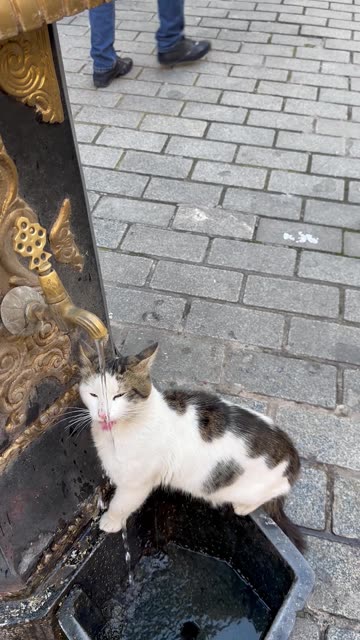 Furry Friend Waits For Fountain Water