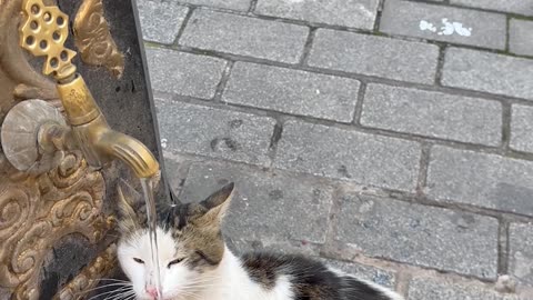 Furry Friend Waits For Fountain Water