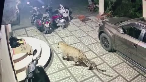 LEOPARD ATTACK DOG IN HOUSE!(India)