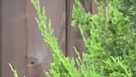 🐦🤔 What Are These Birds Doing? | Mourning Doves | FeedMyCuriosity