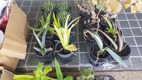 Whats Available at the market 13/11/2025