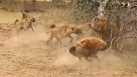 Me Against 40 Of You , A Fair Fight