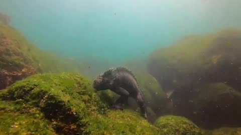 A sea lion pestering a Galapagos marine iguana as it was feeding on sea algae