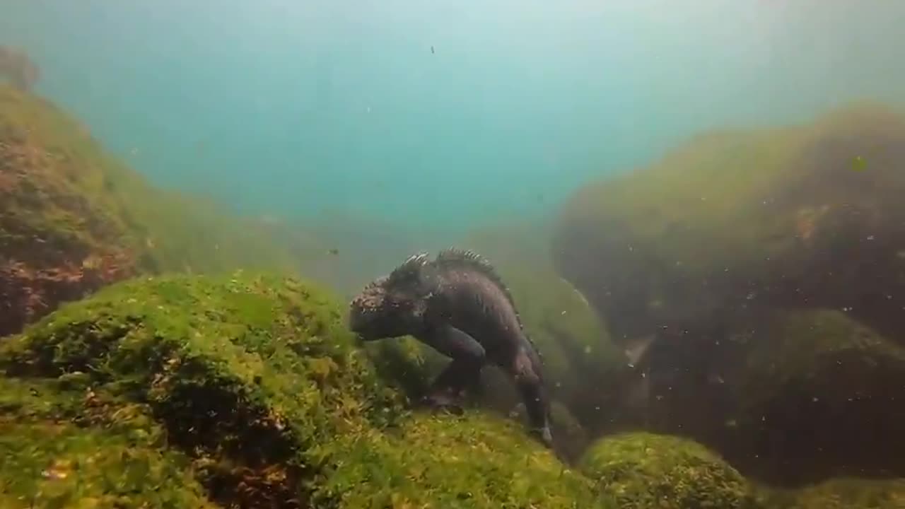 A sea lion pestering a Galapagos marine iguana as it was feeding on sea algae