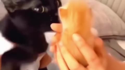 funny animal