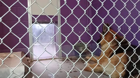 Oso 5y Pet Id kennel 20 HSSAZ shelter__20250926_132632050