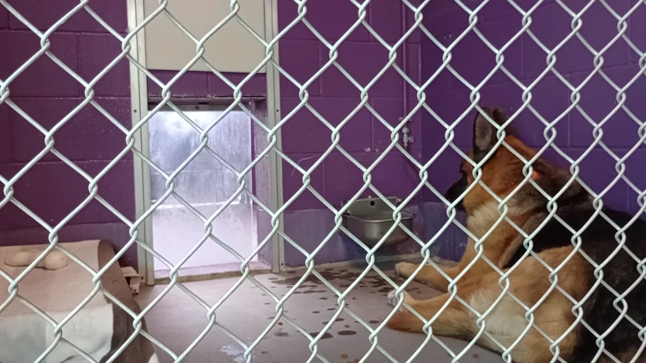 Oso 5y Pet Id kennel 20 HSSAZ shelter__20250926_132632050