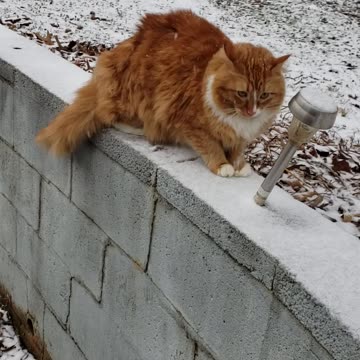 Cats first time seeing snow