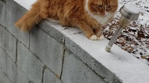 Cats first time seeing snow