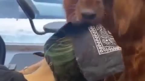 Keep your mouth and paws to yourself sir 🤣