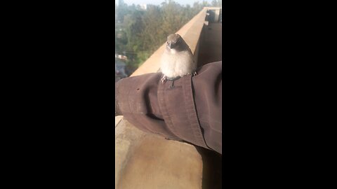 sparrows bird land on my arms