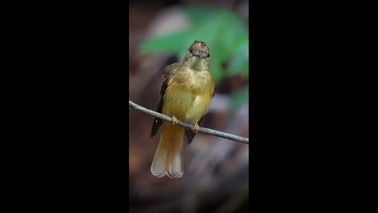 beautiful birds