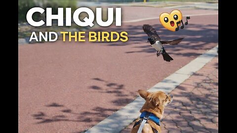 Chiqui and the birds. Willie Wagtail protecting its nest. Too cute to be scary