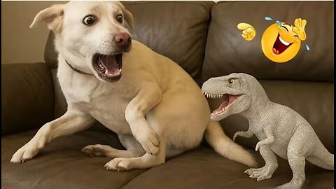 ♥️🤣Funny dog videos for kids ❤️👏😅😅😅😅