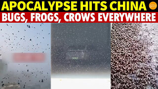 Apocalypse Hits China: Black Clouds of Bugs, Frogs and Crows Everywhere, and Flowers from the Abyss