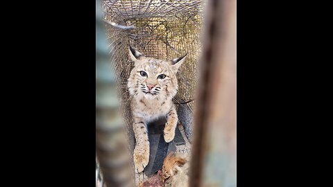 Bobcat #7. Small one that I let go to get bigger.