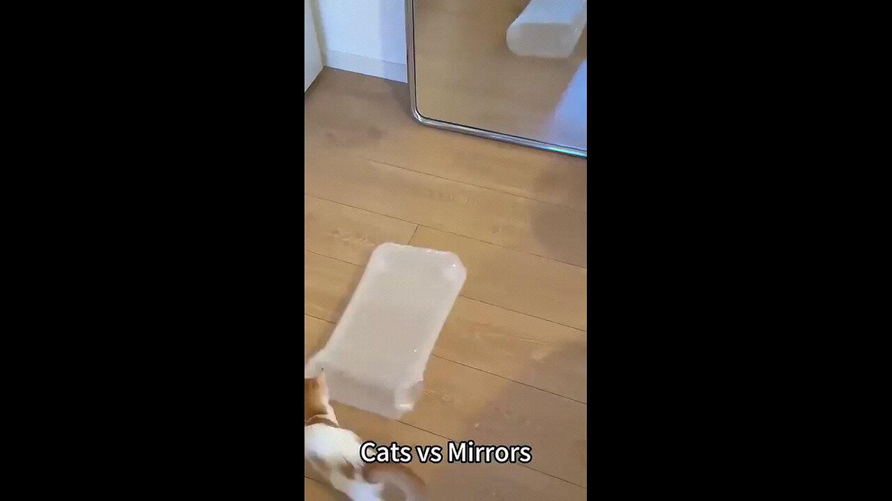 cats and mirrors