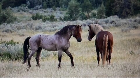 WHOA Wild Horses of America Ep 26 Theodore Roosevelt National Park in North Dakota by Karen King