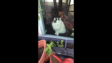 Zephyr the Turkish Van visit