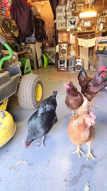 🐔 chickens 101 Lesson #7 Imposing Cock a I'm Heres